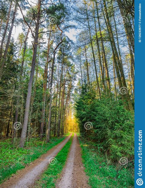 Dirt Road Along Forest Trees With Sunshine Glade At The End Stock Image