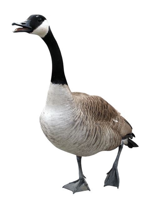 Canada Goose Png Free Logo Image