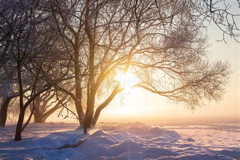 Beautiful Winter Scene In Sunlight Winter Morning Sunrise Sunny