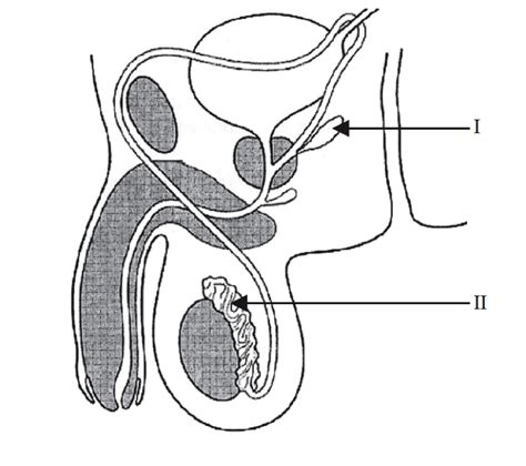 Male Reproductive System Diagram Quizlet