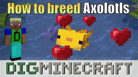 How To Breed Axolotls In Minecraft Youtube