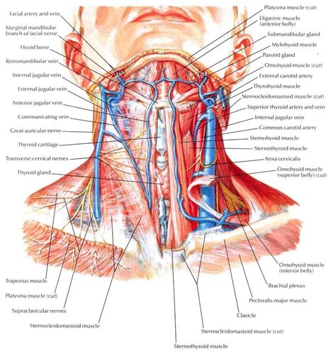 Human Throat Anatomy Muscles Of The Anterior Neck Lymph Node At The