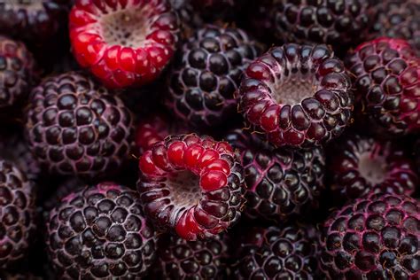 Cumberland Black Raspberry Bushes For Sale The Tree Center