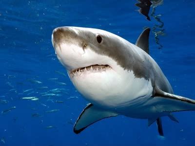 510 imágenes y fotos de tiburones gratis. Fotos tiburones asesinos » TIBURONPEDIA