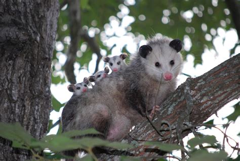 Opossums Wgcu Pbs And Npr For Southwest Florida