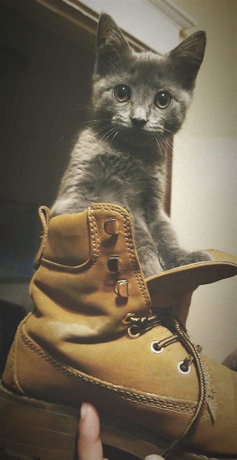 Puss In Boots My Brothers Cat Is Hella Cute Rcats