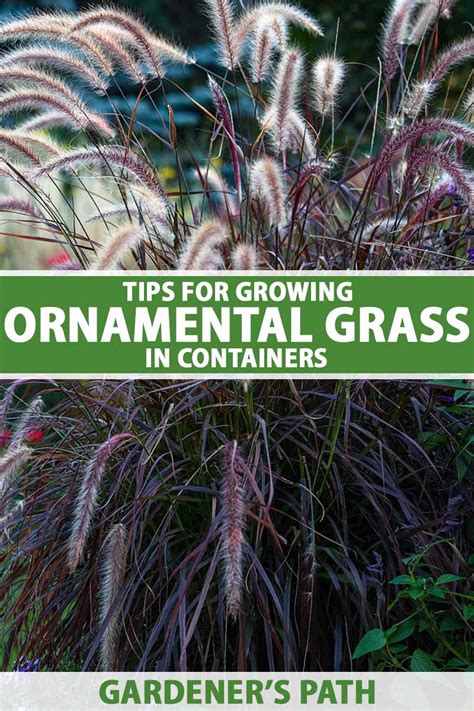 Tips For Growing Ornamental Grass In Containers