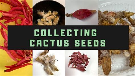 The plants are capable of blooming peonies thrive best when planted in autumn, before the first hard frost. How to Collect Cactus Seeds / Different Cactus Seed Pods ...