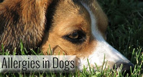 Irritated, itchy skin can happen anywhere on your pet's body. Pin on Dog Stuffs