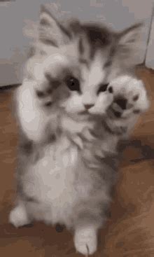 See more ideas about glitter graphics, glitter gif, hello gif. Cute Kitten GIFs | Tenor