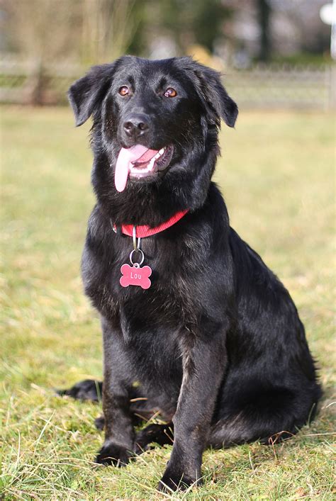 Border Collie Lab Mix A Guide To The Energetic Borador Dog Breed