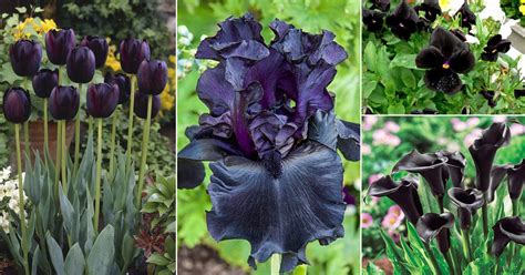 Who in this world would not want to go to a place that looks and feels like heaven. 12 Types of Black Flowers in India • India Gardening