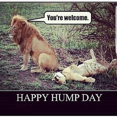 Let S Have Some Hump Day Humor Becomeanex