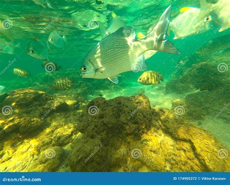 On The Hikkaduwa Coral Reefs Sri Lanka Stock Photo Image Of Ocean