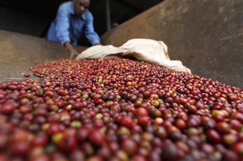 This ethiopian yirgacheffe coffee is considered to be one of the best in africa, as well as the eighth best coffee brand in the world. Coffee Farmers In East Africa Turn To Specialty Beans - MoneyBeat - WSJ