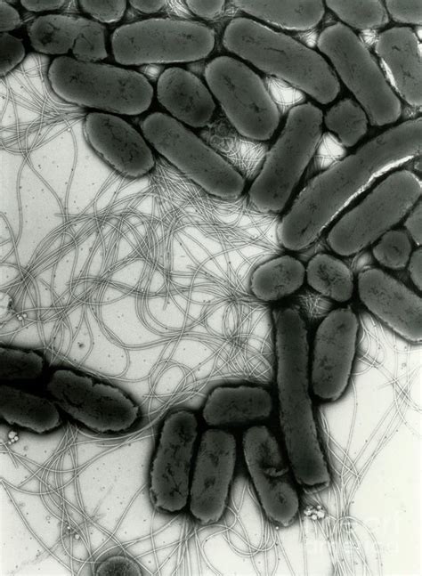 Salmonella Bacteria Photograph By A Dowsett National Infection