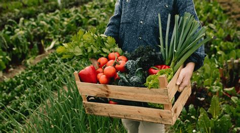 15 Easy Vegetables To Grow For The Lazy Gardener Backyard Boss