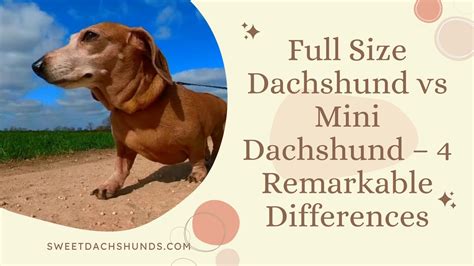 Full Size Dachshund Vs Mini Dachshund 4 Remarkable Differences Youtube