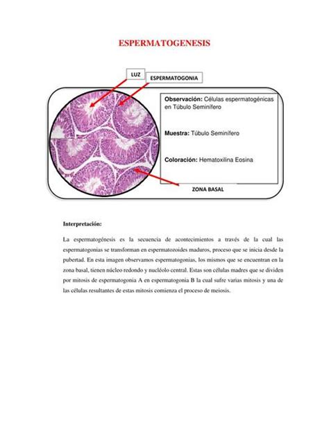 Espermatogénesis Y Ovogénesis Jheniffer Udocz