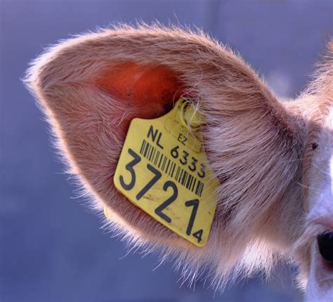 무료 이미지 농장 번호 야생 생물 소 가축 포유 동물 갈기 푸른 노랑 담홍색 상표 닫다 인간의 몸 코