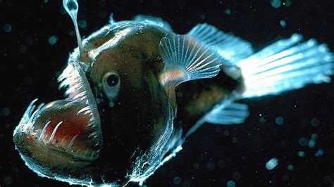 Top 10 Scariest Fish Doovi