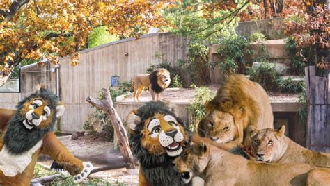 Disaster As San Francisco Zoo Adds Furries To Lion Enclosure Babylon Bee
