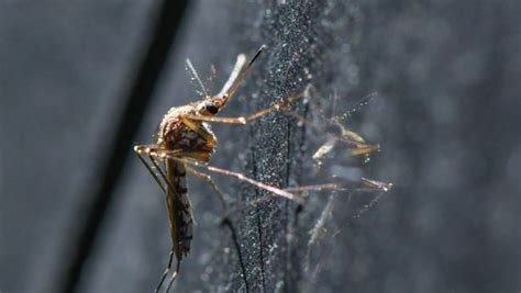 8 Dinge über Mücken Die Ihr Noch Nicht Wusstet N Joy Leben