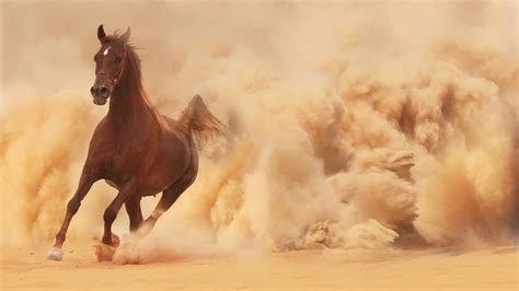 Sand Dust Runs Horse Running Horse Photo Arabian Horse In The