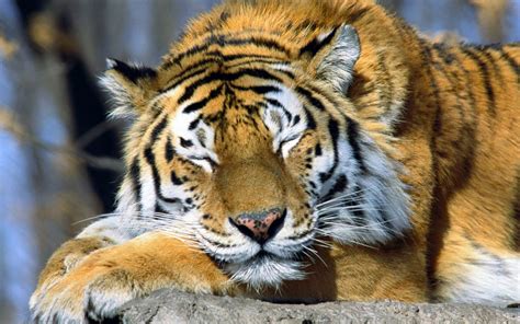 Cool Animals Wallpapers Wallpapersafari