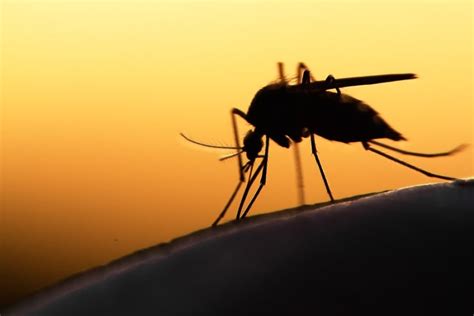 Wie Funktioniert Ein Mückenmagnet Tunlog