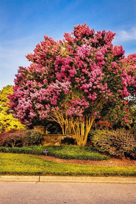 Fast Growing Flowering Trees Zone 6 Best Trees To Plant 15 Options