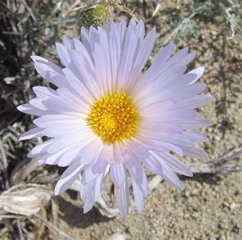 Mojave Desert Plants The Flowerhead Grows Up To Two Inches In