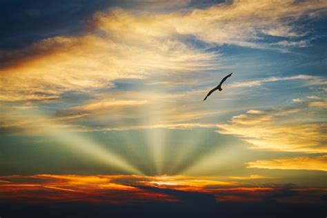 Bird Flying Sunset Evening View Clouds Beautiful Sky 5k Hd Nature 4k Wallpapers Images