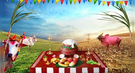 Pongal 2019 Makes This Multi Day Harvest Festival Special Times Of