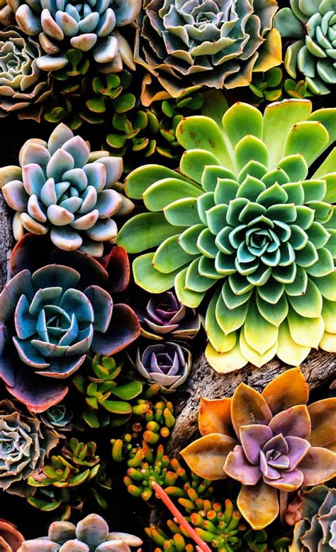 Succulent Phone Wallpapers Top Free Succulent Phone
