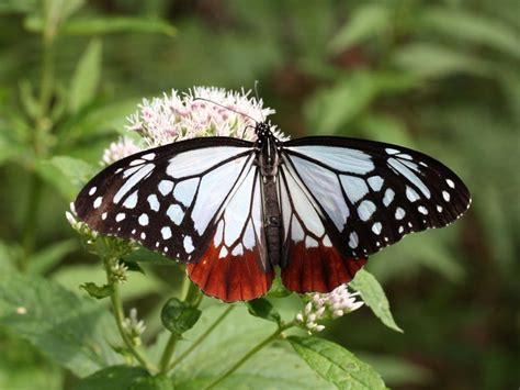アサギマダラ | 美しい蝶, 蝶, 昆虫アート