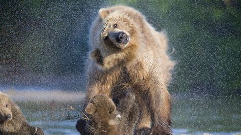 Wallpaper Bears Water Wash National Geographics Animals 4078