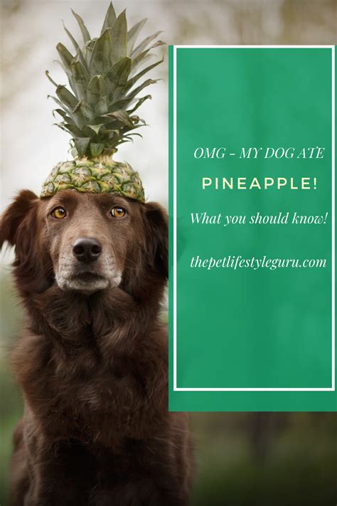The pineapple can be healthy for dogs in small amounts. Dog Ate Pineapple? Don't Freak Out - Here's Why in 2020 ...