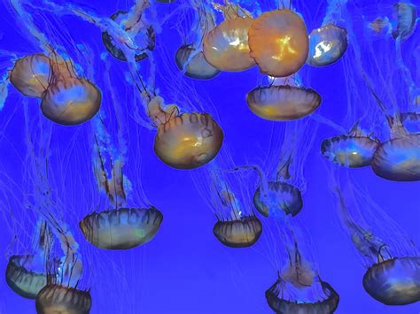 The Dance Of Jellyfish Smithsonian Photo Contest Smithsonian Magazine