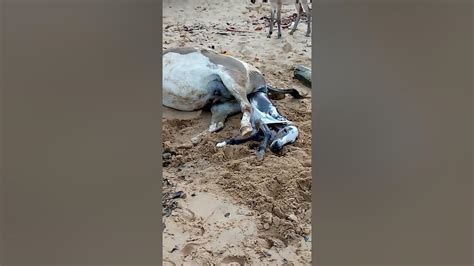 Lamu Donkey Giving Birth Youtube