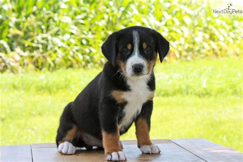 Greater Swiss Mountain Dog Puppy For Sale Near Lancaster Pennsylvania