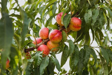 Nektarinenbaum Blüte Sorten Pflege