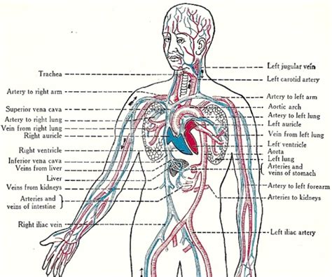 Circulatory System Labeling
