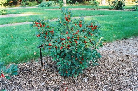Click To View Full Size Photo Of Red Sprite Winterberry Ilex