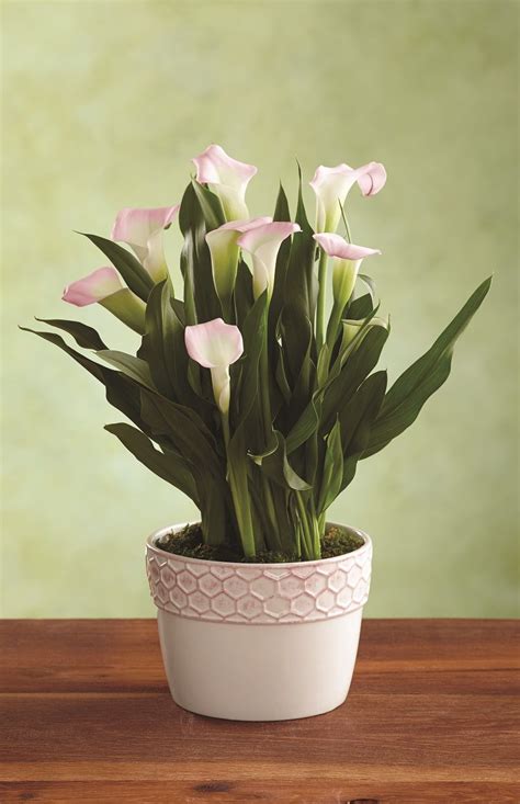Giving mom plants mothers day means she'll have a long lasting gift that continues to give. A beautiful Calla Lily plant for Mother's Day. Make her ...