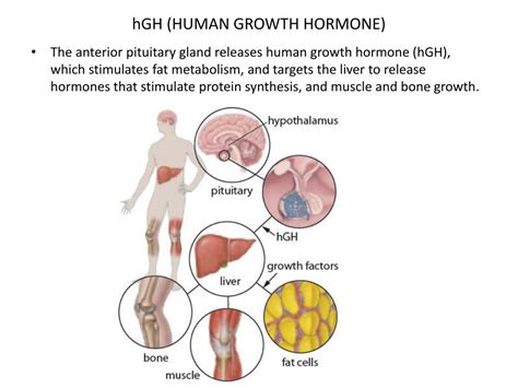 Growth hormone secretion in response to the new centrally acting antihypertensive agent moxonidine in normal human subjects: PPT - Human Growth Hormone PowerPoint Presentation, free ...