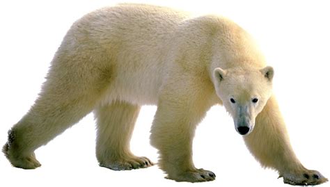 Adopt An Animal Adopt A Polar Bear