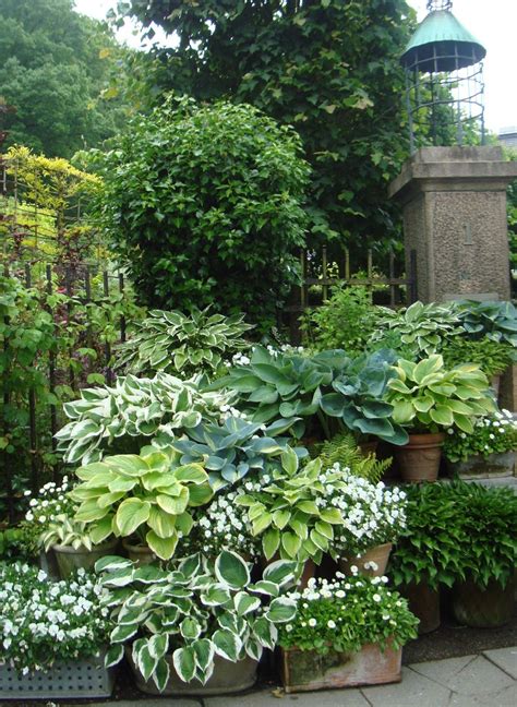 Mynewgardeningplan Is For Sale At Shade Garden Plants