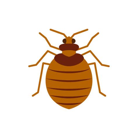 Bed Bug Image Illustrations Royalty Free Vector Graphics And Clip Art