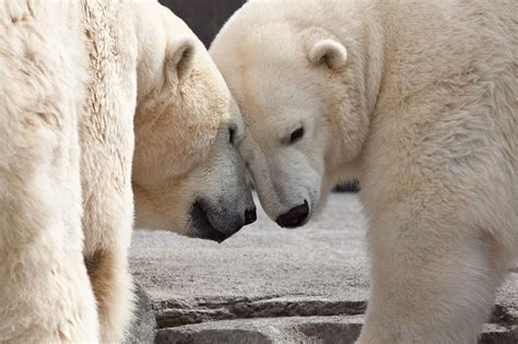 Mating The Polar Bears Alaska Public Media